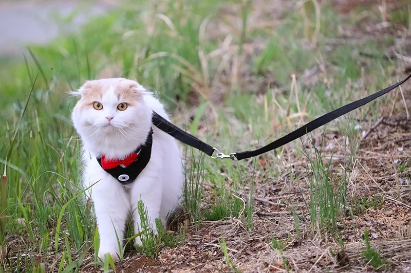 気まぐれ猫ちゃんでもお任せできる